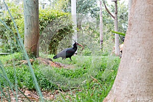 Black Ibis bird in Moroccan zoo