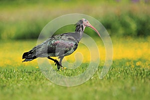 Northern bald ibis photo