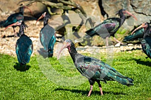 Northern bald ibis or waldrapp in a colony