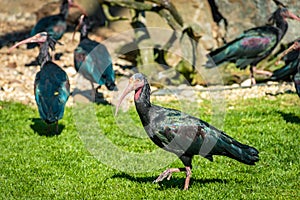 Northern bald ibis or waldrapp in a colony