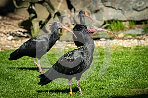 Northern bald ibis or waldrapp in a colony