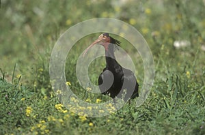 Northern bald ibis or Waldrapp, Geronticus eremita