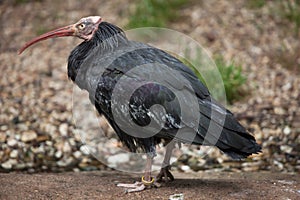 Northern bald ibis (Geronticus eremita).