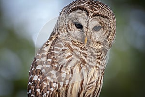 Northern  Barred Owl or Hoot Owl