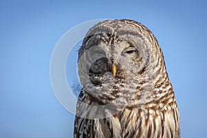 Northern  Barred Owl or Hoot Owl