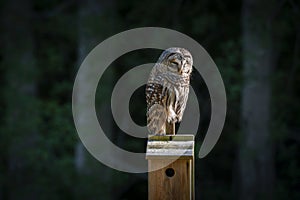 Northern  Barred Owl or Hoot Owl