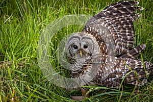 Northern  Barred Owl or Hoot Owl