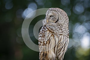 Northern  Barred Owl or Hoot Owl