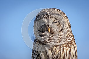 Northern  Barred Owl or Hoot Owl photo