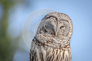 Northern  Barred Owl or Hoot Owl photo