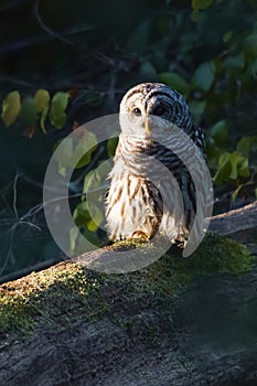 Northern Barred owl sitting on a fallen tree.Chesapeake and Ohio Canal National Historical Park.Maryland.USA