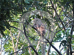 Northern barred owl on a tree branch