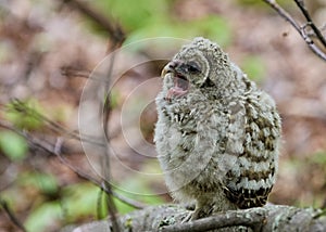 Northern barred owlet perching on a tree branch in the woods with blur background