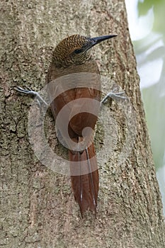 Northern Barred Woodcreeper Climbing a Tree - Panama