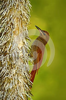 Northern Barred Woodcreeper, Dendrocolaptes sanctithomae, wild bird in the forest habitat. Wildlife scene from nature, Belize. Bir