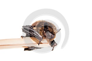 Northern bat on white.