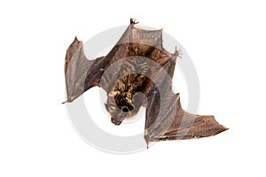 Northern bat on white.