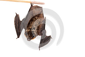 Northern bat on white.