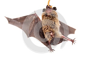 Northern bat on white.