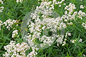 Northern bedstraw, Galium boreale