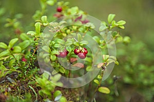 Northern berry, Cranberry,foxberry Lingonberry, macro