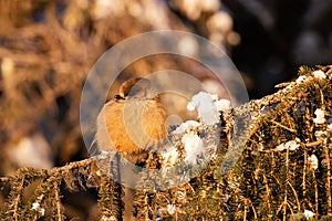 Northern bird Siberian jay, Perisoreus infaustus perched during a cold morning sunrise in Kuusamo