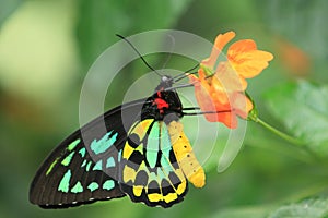 Northern birdwing