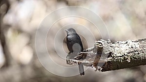 Northern Black Flycatcher on Dry Log