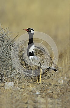 Northern black korhaan, Eupodotis afra photo