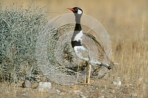 Northern black korhaan, Eupodotis afra photo