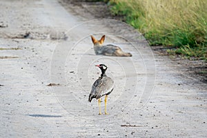 Northern black korhaan with a Jackal.