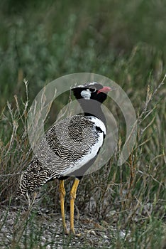 Northern Black Korhaan, Namibia