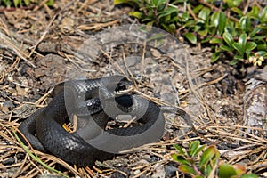 Northern Black Racer photo