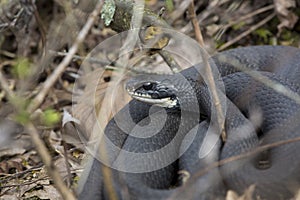 Northern black racer snake in bushes at Dividend Falls, Connecticut