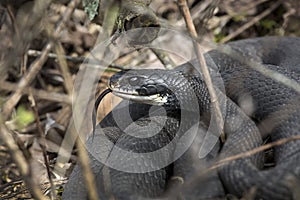 Northern black racer snake in bushes at Dividend Falls, Connecticut