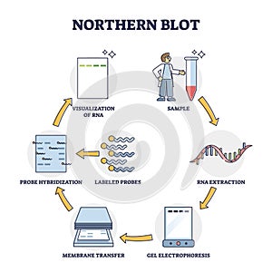 Northern blob extraction method to detect cell RNA in sample outline diagram