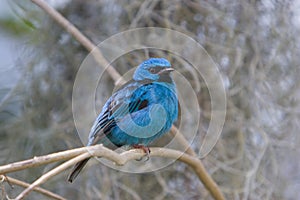 Northern Blue Dacnis (tanager) photo