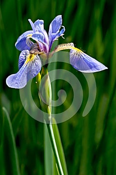 Northern Blue Flag - Iris versicolor