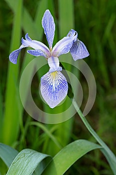 Northern Blue Flag - Iris versicolor photo