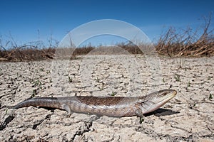 Northern Blue-tongue Lizard