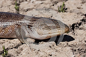 Northern Blue-tongue Lizard