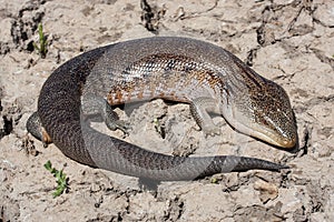 Northern Blue-tongue Lizard