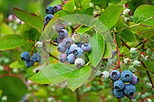 Northern blueberry bush Vaccinium boreale cultivated in organic household