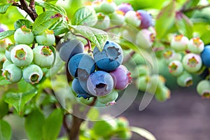 Northern blueberry or sweet hurts Vaccinium boreale cultivated at bio farm