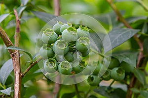 Northern blueberry or sweet hurts Vaccinium boreale cultivated at bio farm