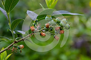 Northern blueberry or sweet hurts Vaccinium boreale cultivated at bio farm