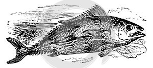 Northern Bluefin Tuna vintage illustration