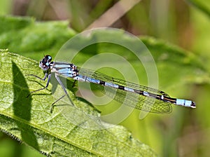 Northern Bluet Damselfly