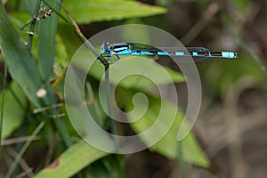 Northern Bluet - Enallagma annexum