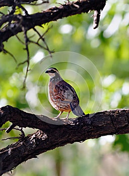 Northern Bobwhite